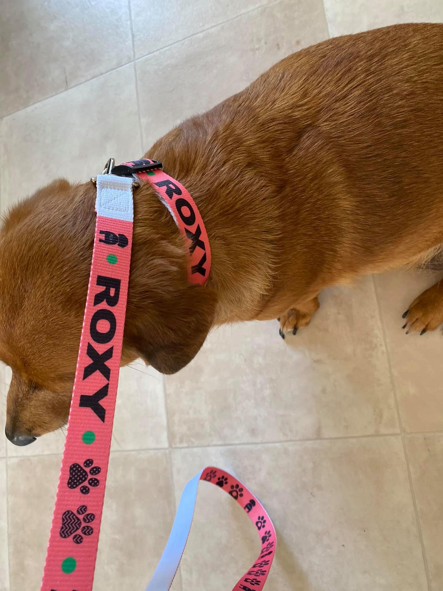Dog collar and Dog Leash