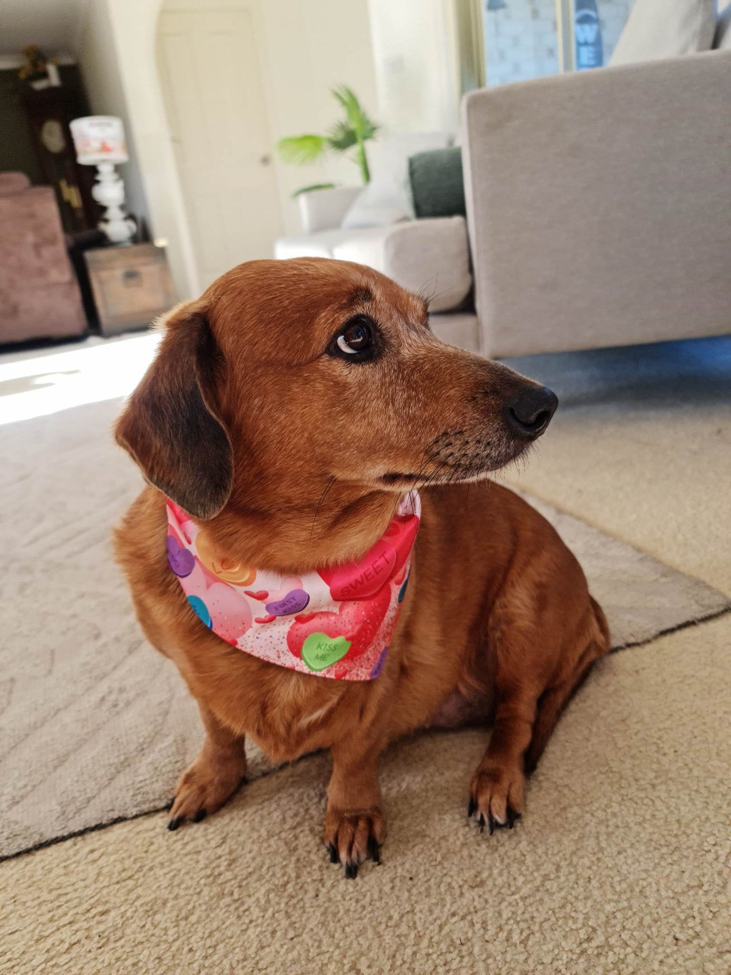 DOG/Cat Bandana
