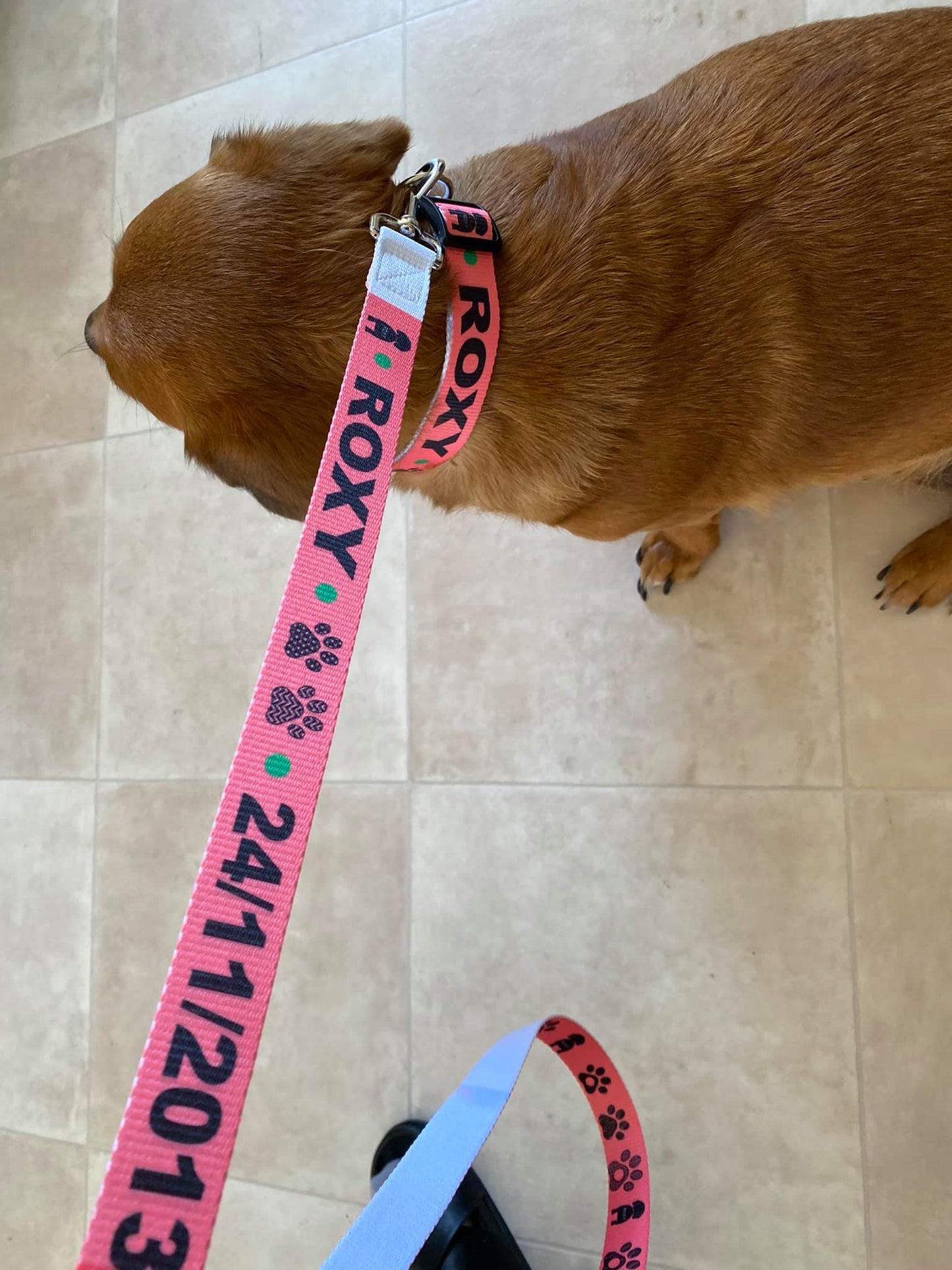 Dog collar and Dog Leash