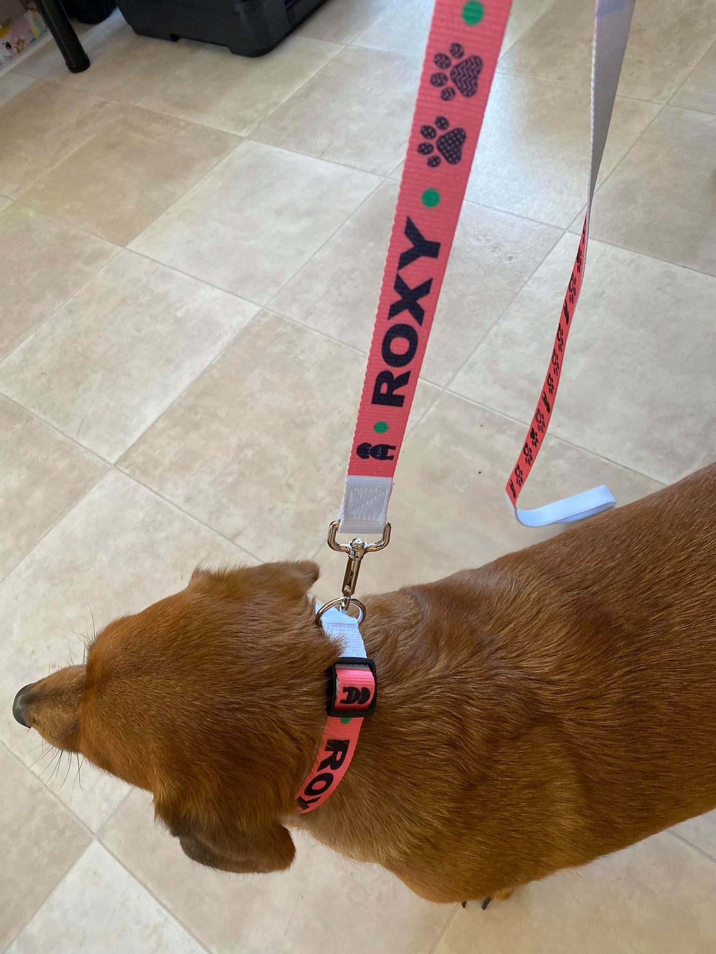 Dog collar and Dog Leash
