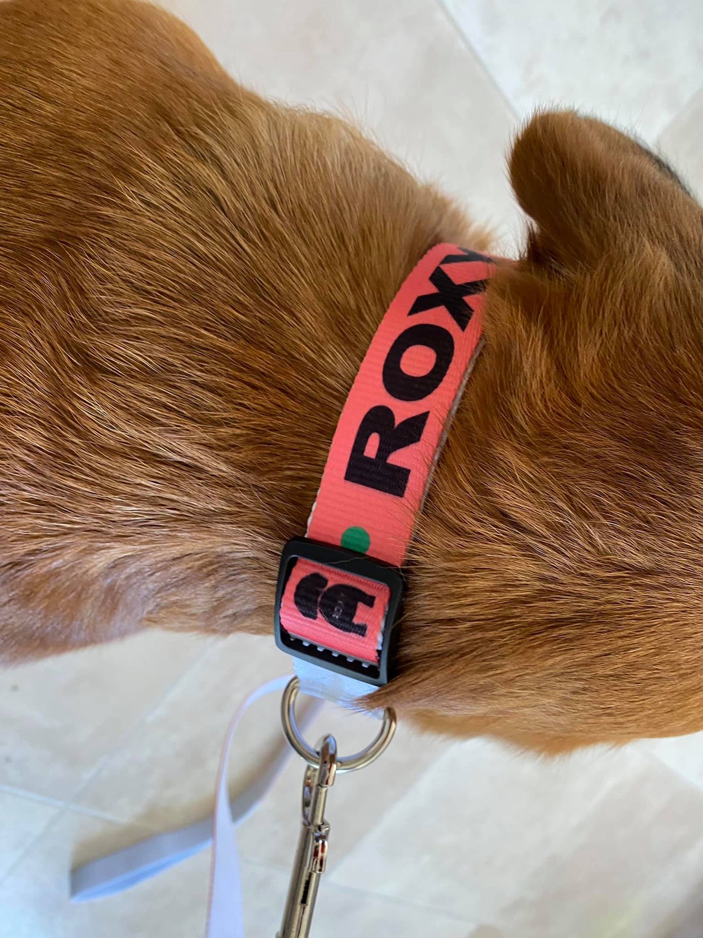 Dog collar and Dog Leash