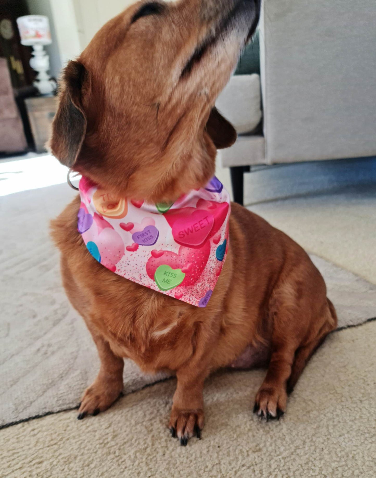 DOG/Cat Bandana