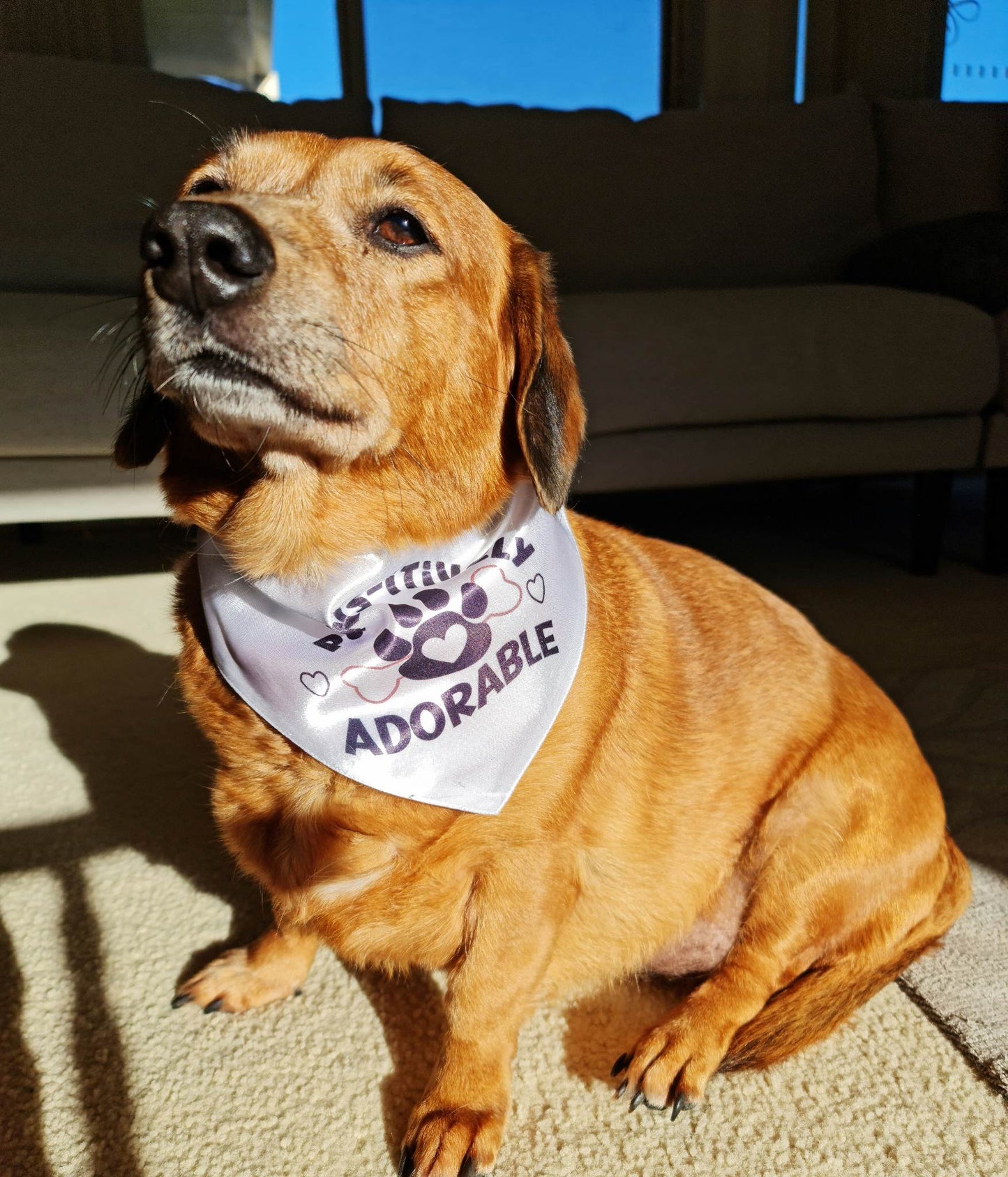 DOG/Cat Bandana